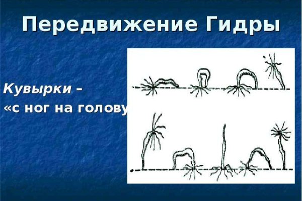 Kraken19 at