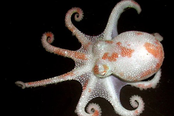 Kraken сайт tor