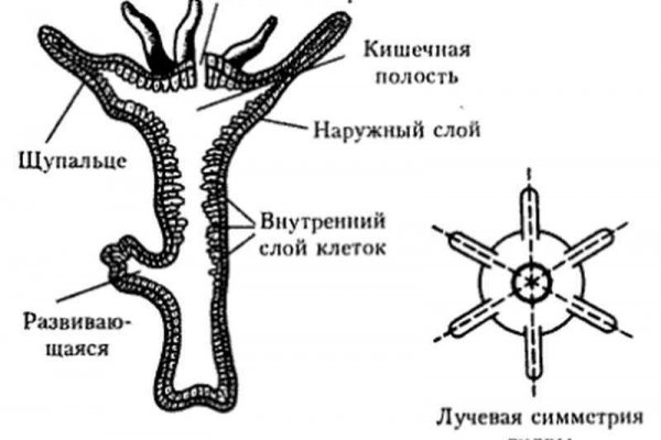 Кракен маркетплейс ссылка тг