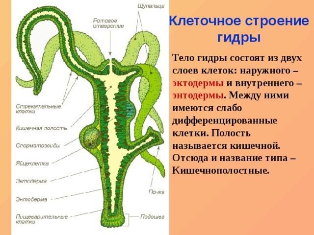 Как найти настоящую кракен даркнет ссылку