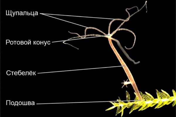 Ссылка на сайт гидра в тор браузере